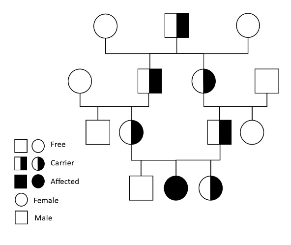 University Of Nebraska Lincoln Identifies Two Genetic Mutations In